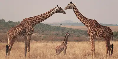 Africa.webp - Pangea Viajes