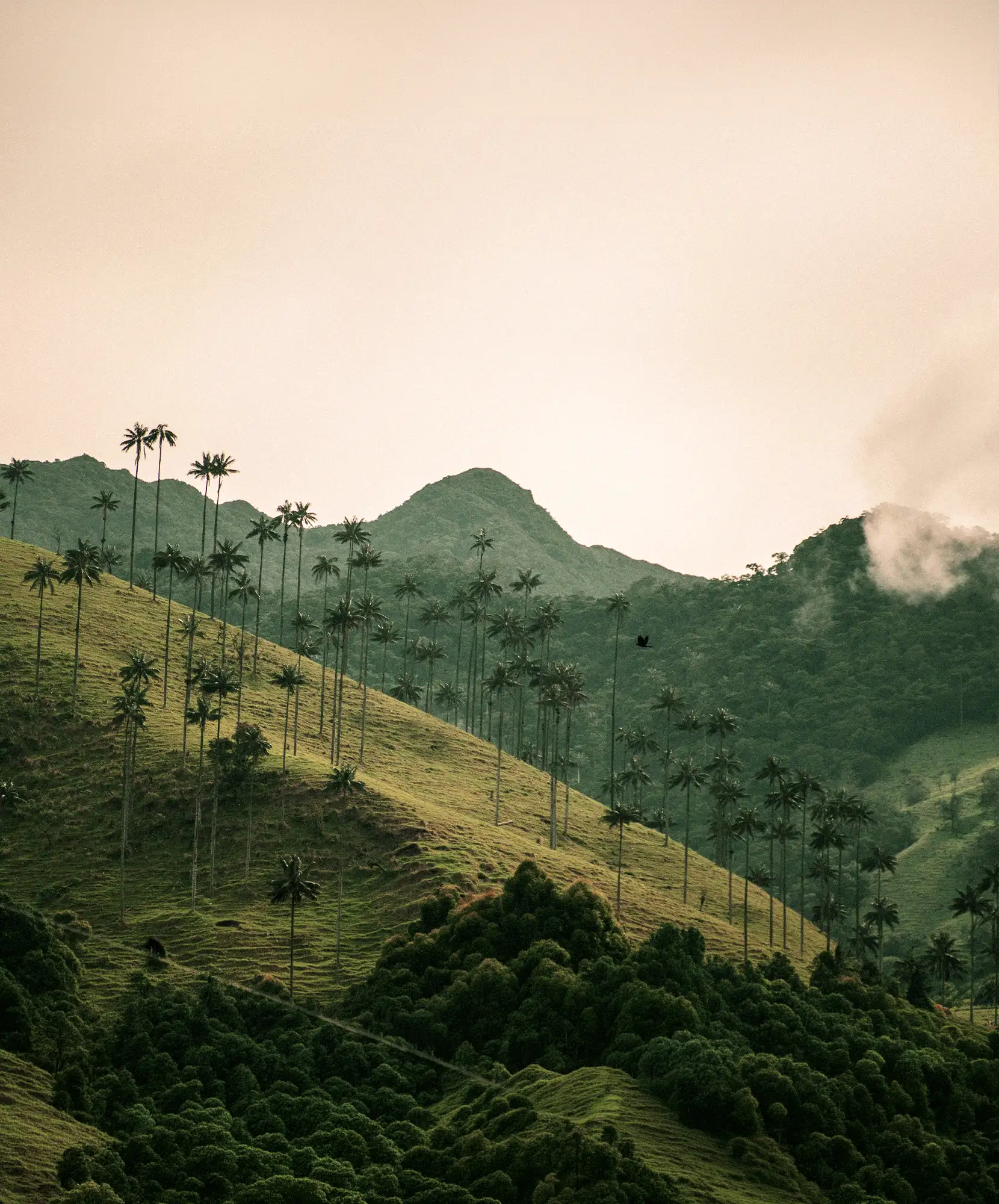 Oferta-de-viaje-Sabores-de-Colombia-Cocora.webp - Pangea Viajes