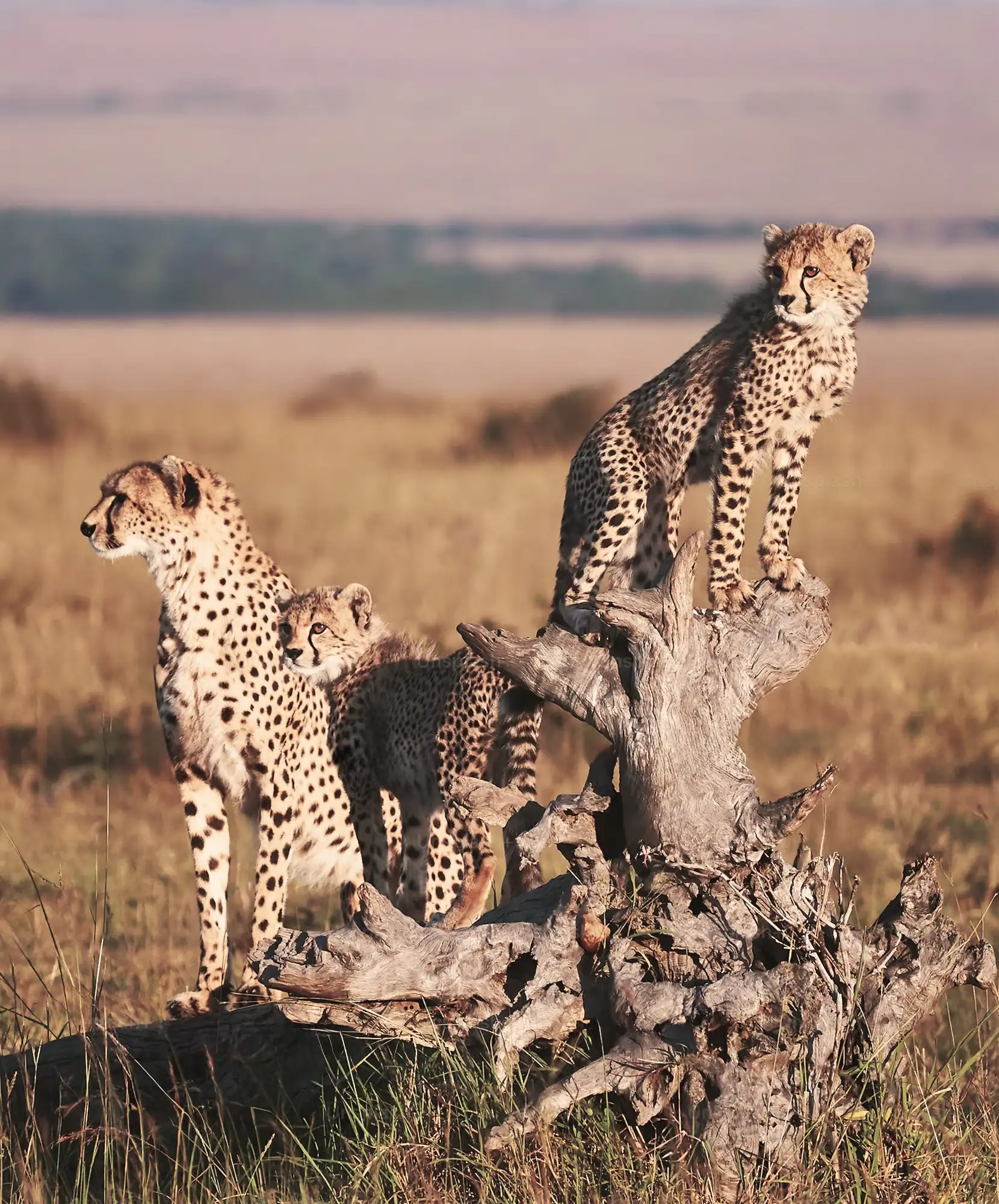 Oferta-viaje-Kenia-Tanzania-Safari-Mara.webp - Pangea Viajes