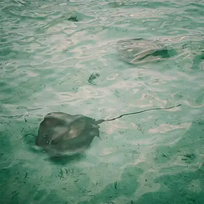 Pacífico.webp - Pangea Viajes