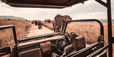 Safari.webp - Pangea Viajes