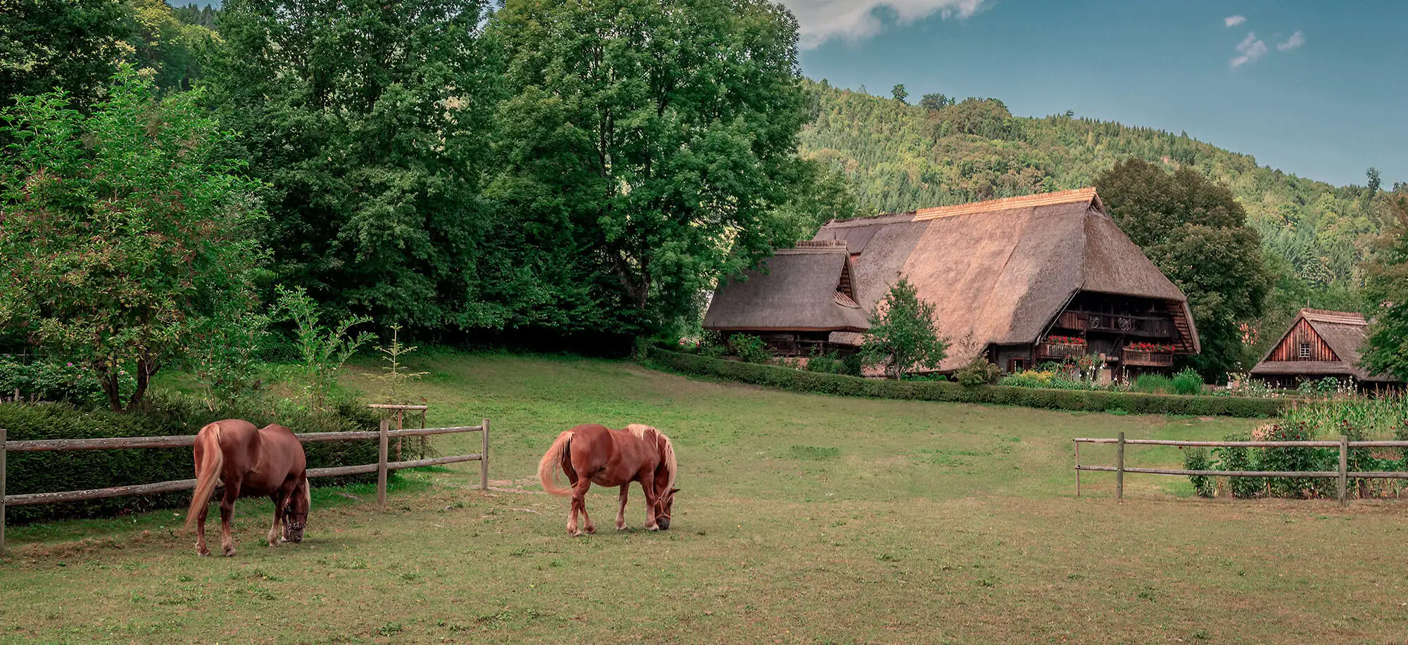 Viajes a la Selva Negra