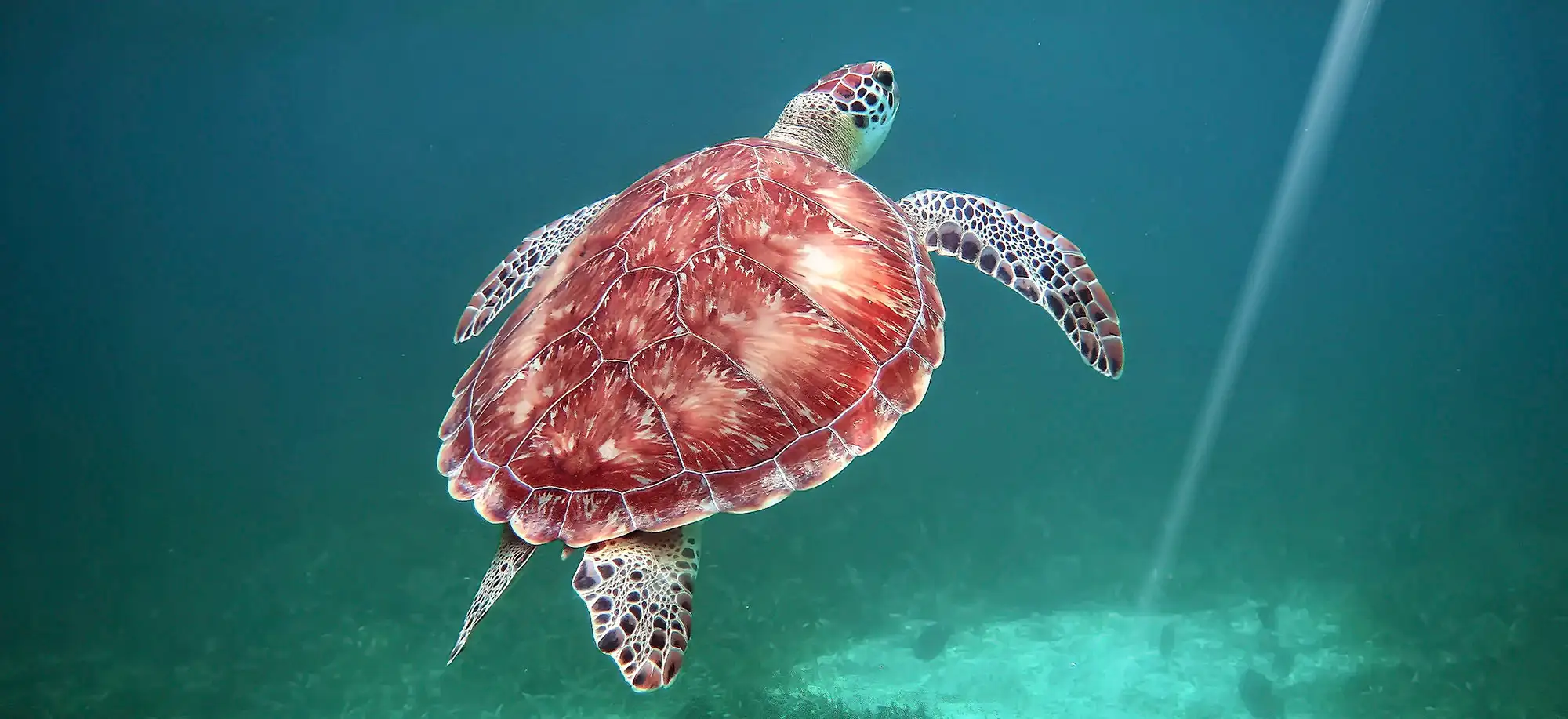 Viajes a la Reserva Marina Hol Chan