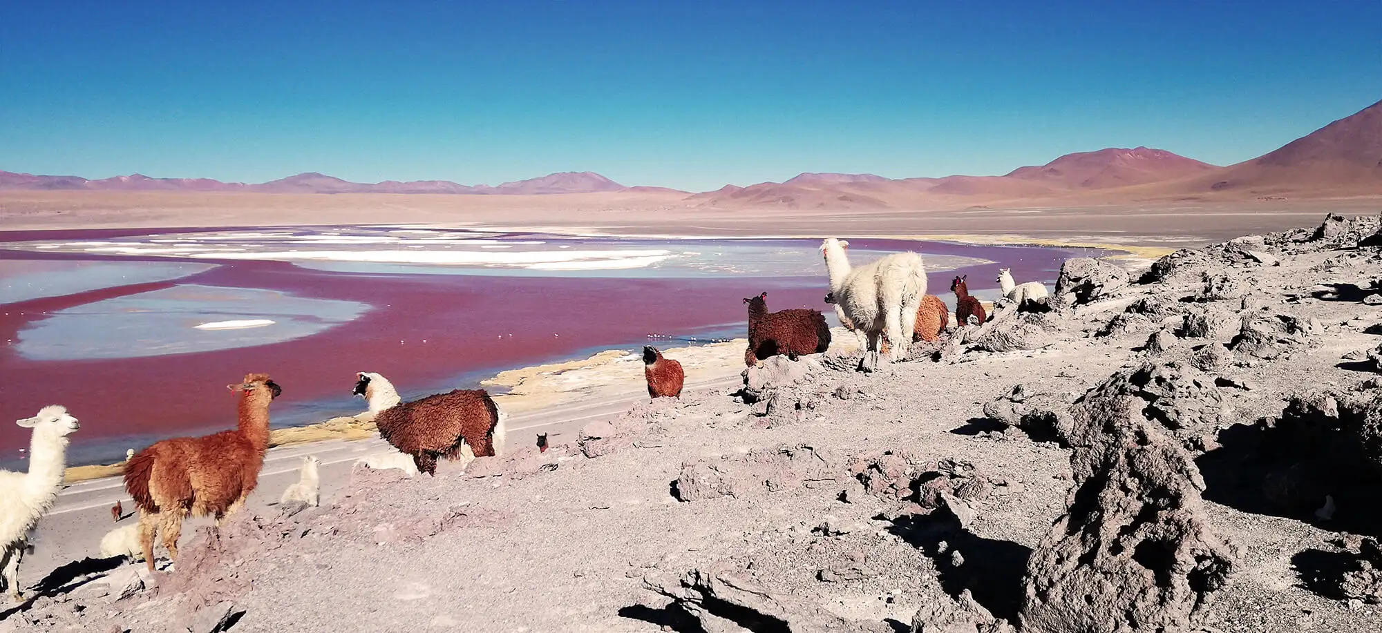 Viajes a la Laguna Colorada