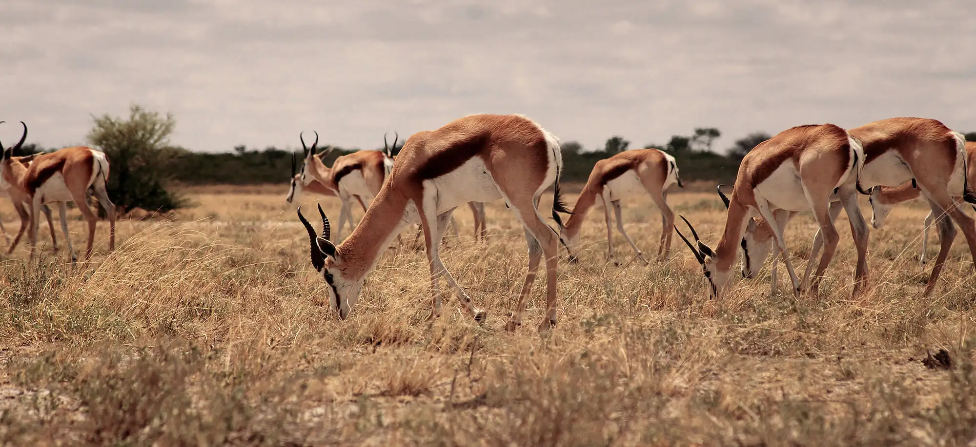 Viajes a la Reserva de Kalahari Central