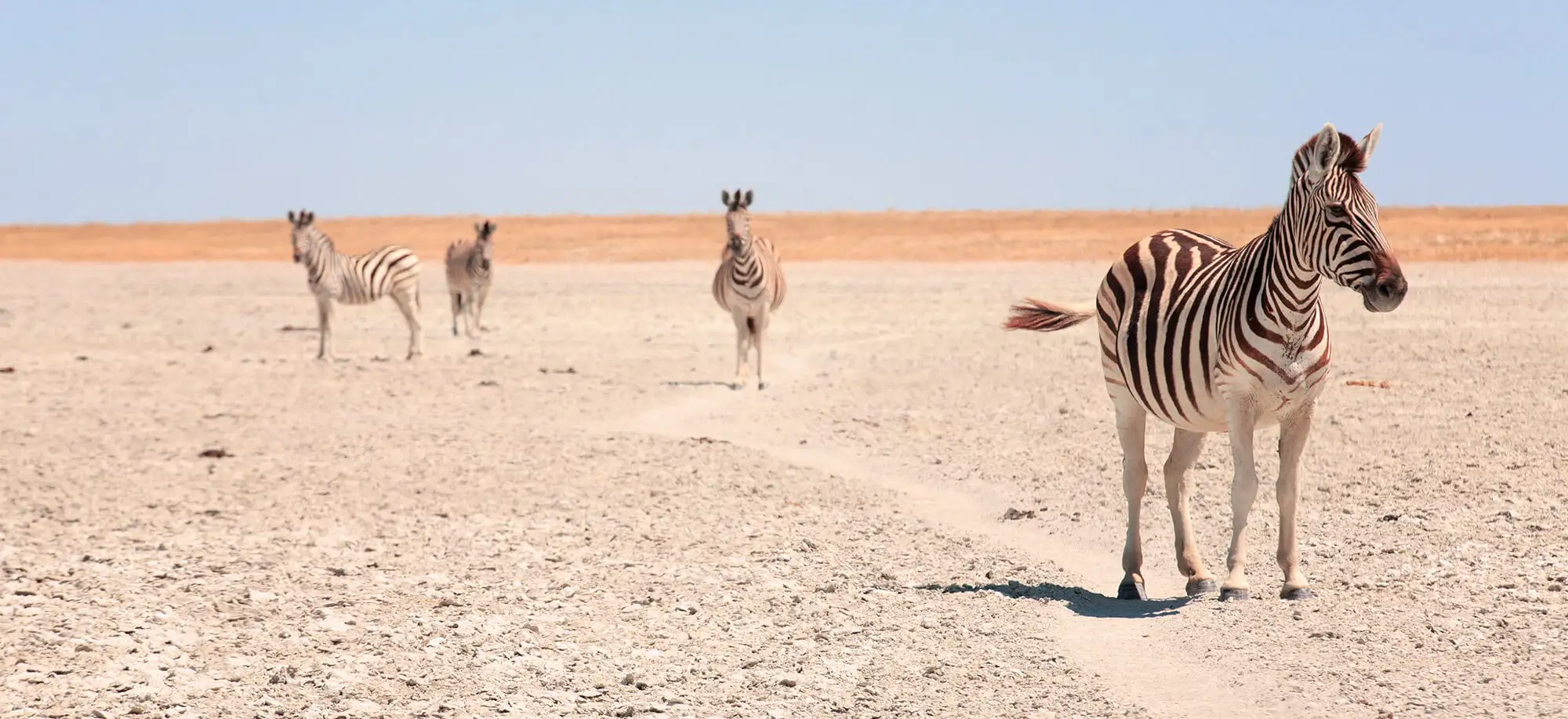 Viajes al Salar de Makgadikgadi