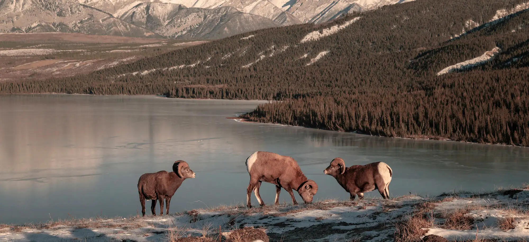 Viajes al Parque Nacional de Jasper