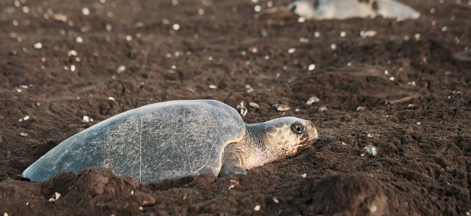 Viajes al Parque Nacional de Tortuguero