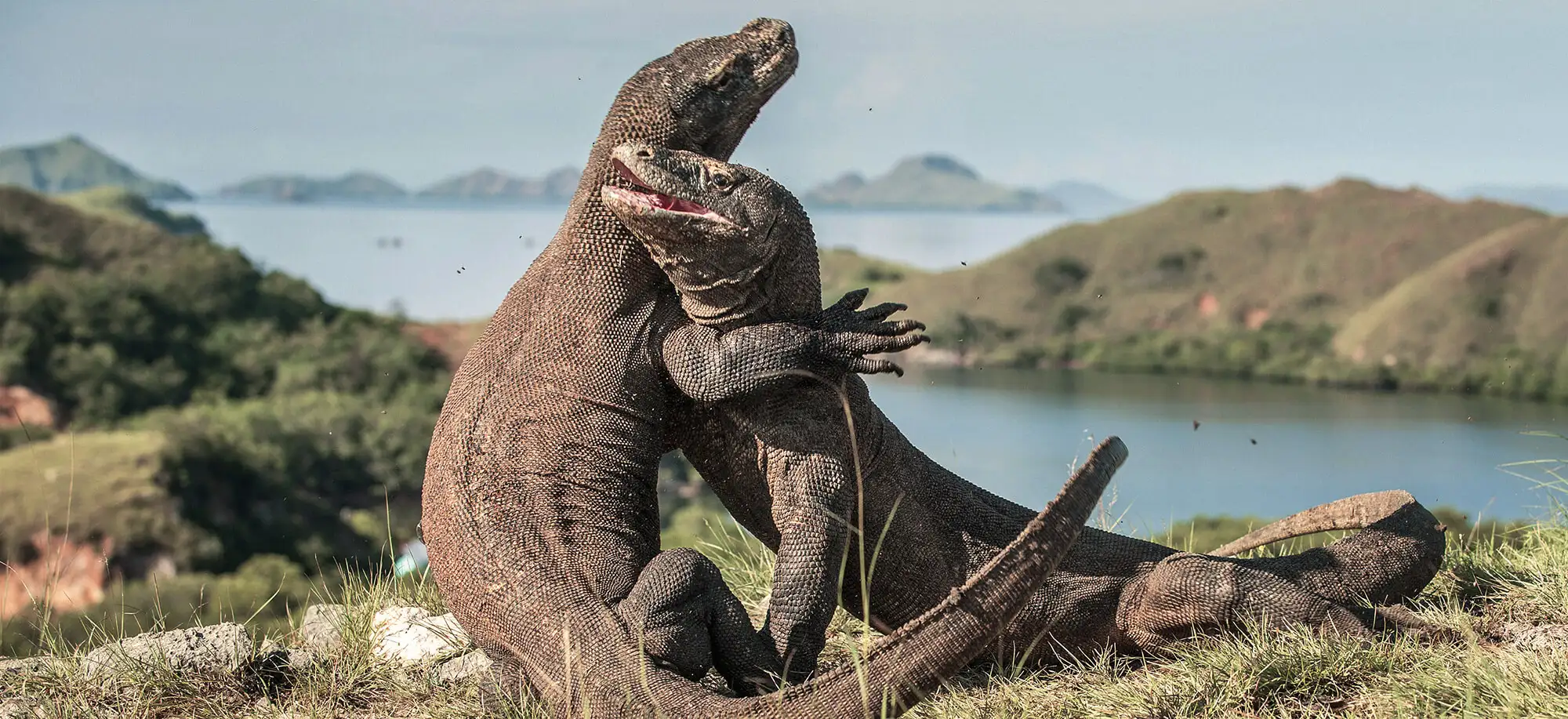 Viajes al Parque Nacional de Komodo