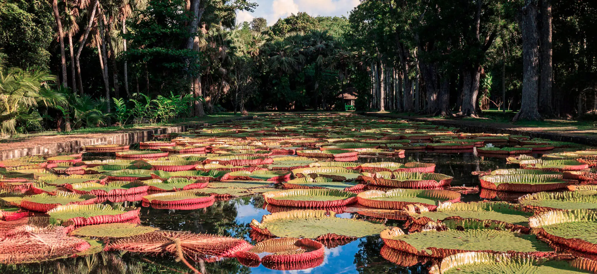 Viajes al Jardín Botánico Pamplemousses