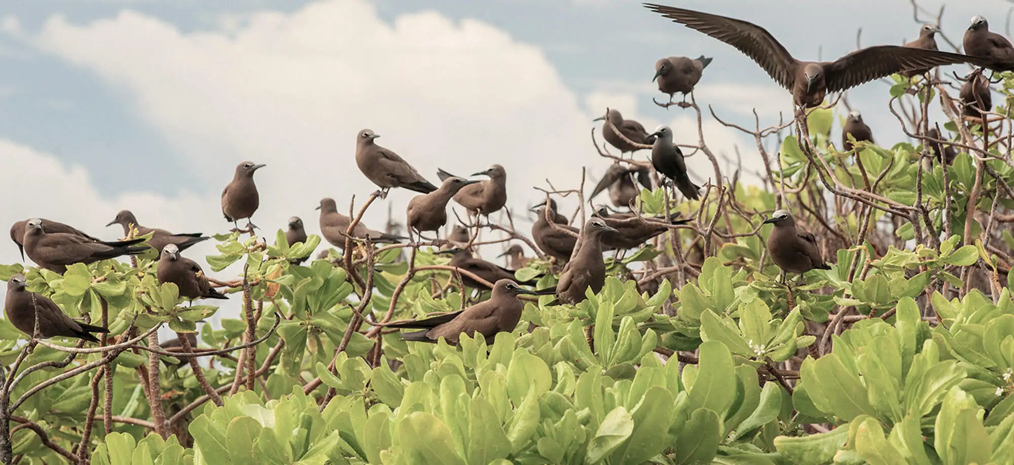 Viajes a la Isla Bird