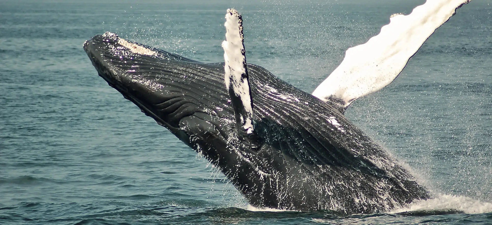 Viajes para bucear con ballenas y tiburón blanco