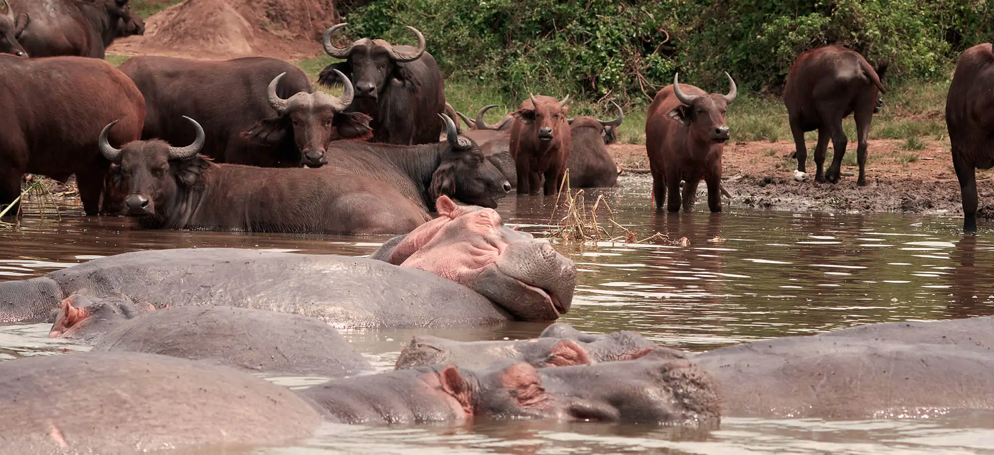 Viajes al Parque Nacional Queen Elizabeth