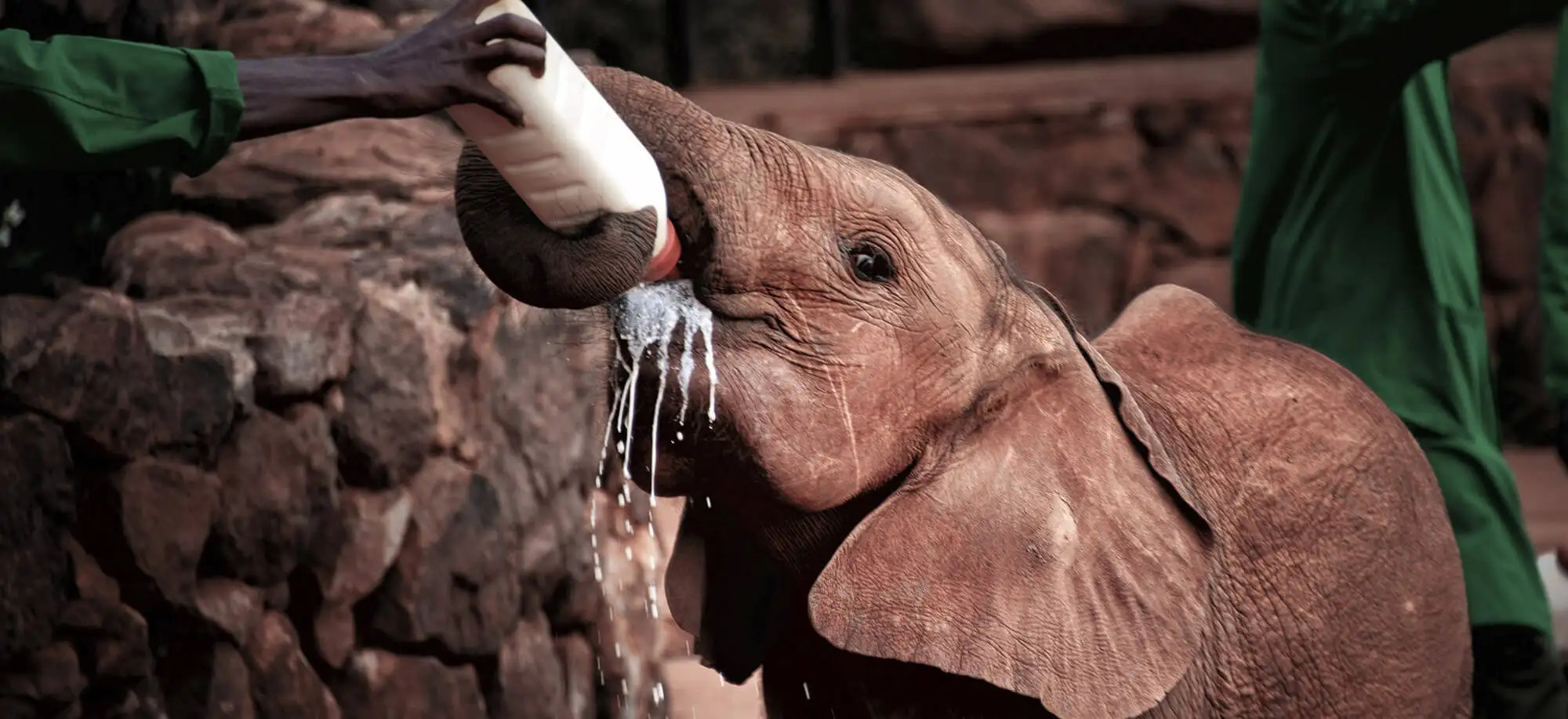 Viajes al Orfanato de Elefantes