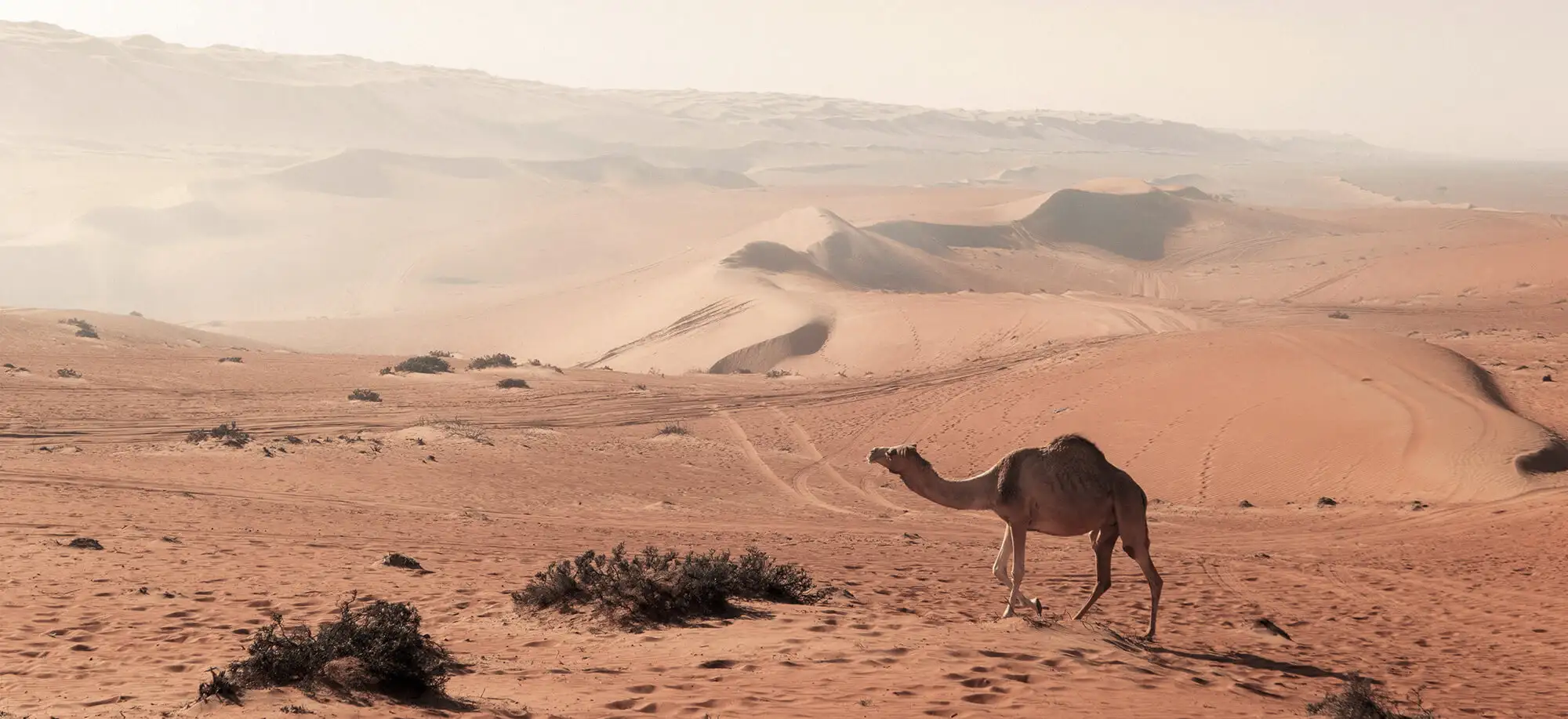 Viajes al desierto de Wahiba Sands